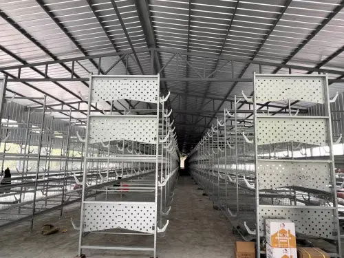 80后大學生返鄉創業，蛋雞養殖年銷售額破億元