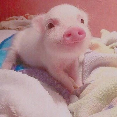 生肖豬與生肖雞 勇往直前，財星高照，驚喜連連