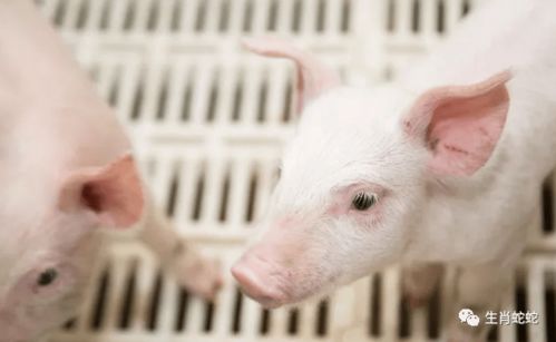 屬豬者六月提醒 以靜制動，轉憂為安