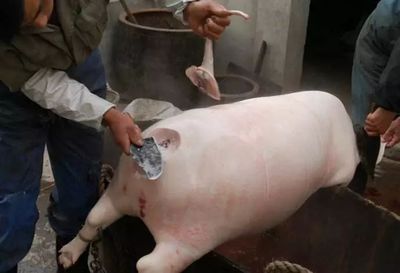 豬羊之間 那些年，我們守在鍋邊的童年滋味